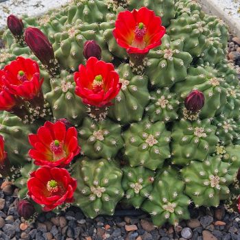 echinocereus-triglochidiatus-var-inermis